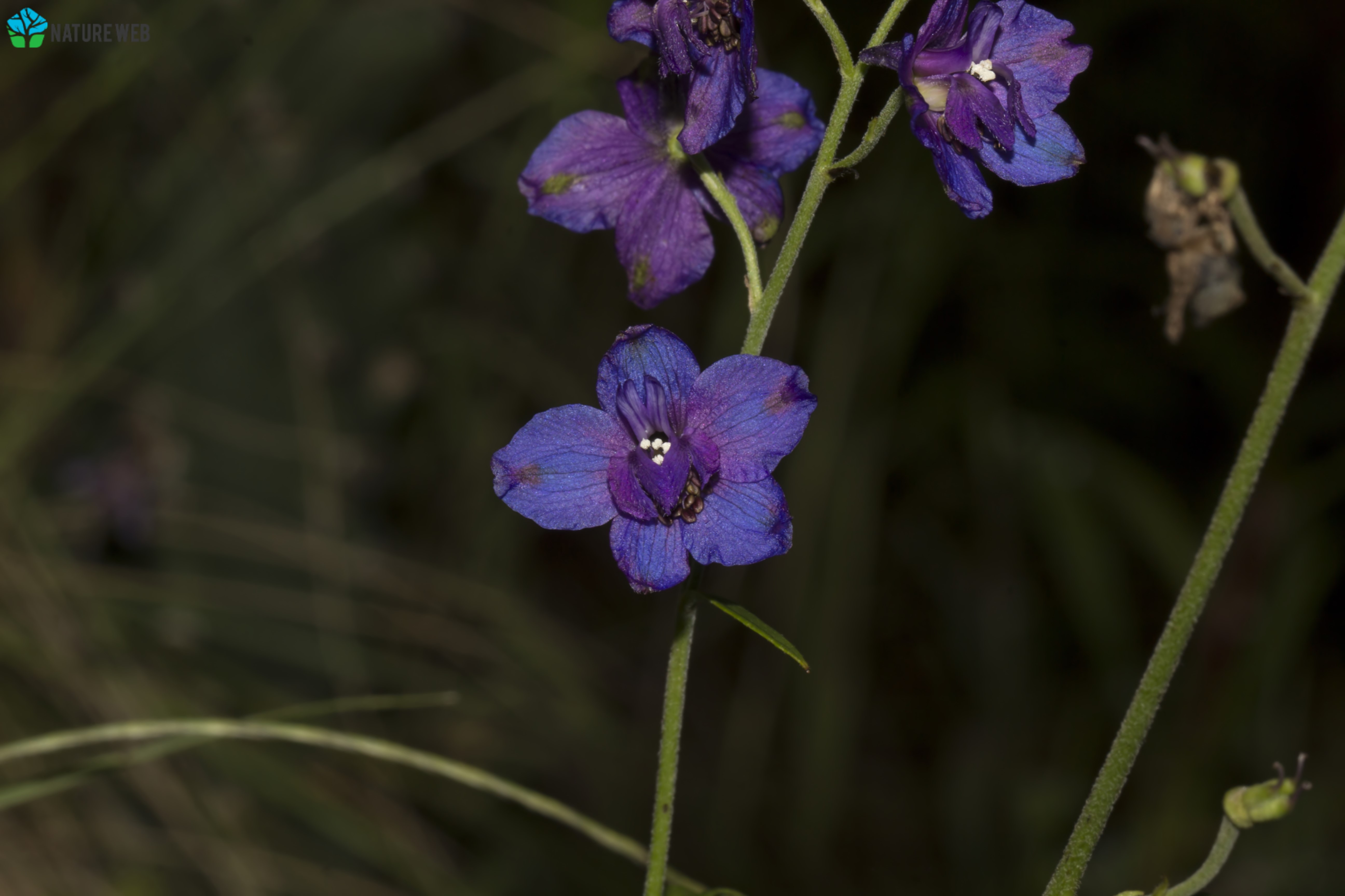 Malabar Delphinium